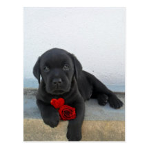Valentine's labrador puppy postcard