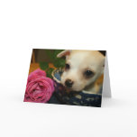 Valentines Love Card Baby Chihuahua Puppy Rose