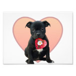 Valentine's Staffordshire bull terrier puppy Photograph