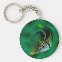 Valentinni Sharpnose Puffer Canthigaster Valentini Key Chain