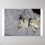 Vampire Dog posters