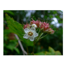 Vancouver Island Flower Postcard