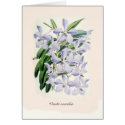 Vanda coerulea cards