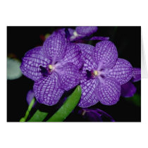 Vanda flowers cards