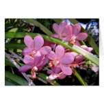 Vanda Orchids cards