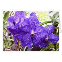 Vanda Pachara Orchid Cards