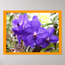 Vanda Pachara Orchid Posters