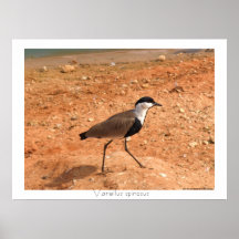 Vanellus spinosus -white frame posters