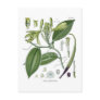 Vanilla planifolia post cards
