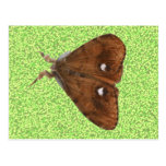 Vapourer Moth Postcard