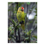 Varied lorikeet, Australia Personalized Invite
