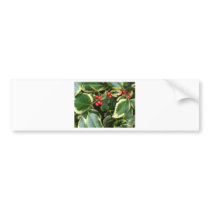 variegated holly bumper stickers