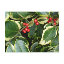 variegated holly postcards