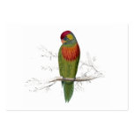Variegated Parrakeet by Edward Lear Business Card Templates