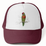 Variegated Parrakeet by Edward Lear hats