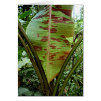 Varigated Banana Leaf Card