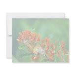 Varigated fritillary on Butterfly weed invitations