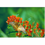 Varigated fritillary on Butterfly weed photo sculptures
