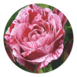 Varigated Pink and Red Rose Round Sticker