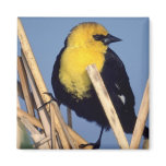 Various Birds Magnets