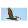Various Birds Personalized Photo Card