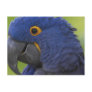 Various Birds Post Cards