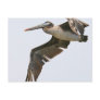 Various Birds Postcard