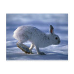 Varying Hare/Snowshoe Rabbit running across open s Post Card