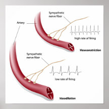 Vasoconstriction and vasodilation  Poster