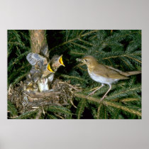 Veery with young poster