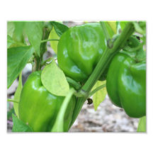Vegetable Garden Green Peppers 10x8 Print Art Photo