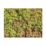 Vegetation Textured Background
