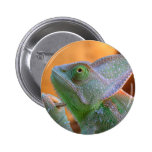 Veiled Chameleon Button