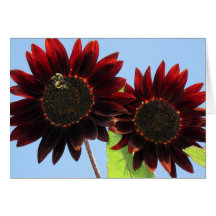 Velvet Queen Sunflowers Greeting Cards