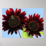 Velvet Queen Sunflowers Posters