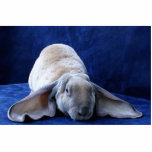 Velveteen Lop, the Story Book Bunny photo sculptures