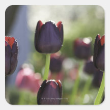 Velvety, deep maroon-black blooms on sturdy sticker