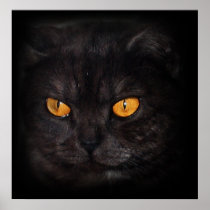 venezia Cat poster