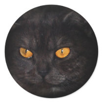 Venezia Cat sticker