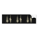 Venus Comb + a spindle snail bumper stickers