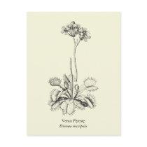 Venus Flytrap, Carnivorous Plant