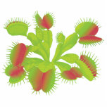 Venus Flytrap photo sculptures