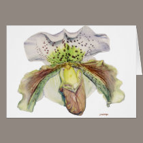 venus (Lady's slipper) cards