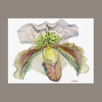 venus (Lady's slipper) postcards