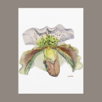 venus (Lady's slipper) postcards