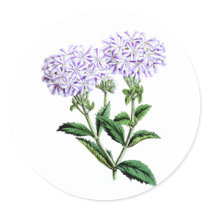 Verbena, Lady of Langlebury Sticker