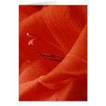 vermillion cards