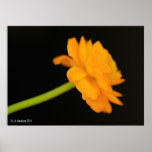 Vernacula on Black Print