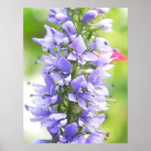 Veronica Spicata - Spike Speedwell Poster