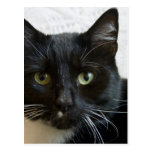 Vertical Postcard:  Lilly the Cat